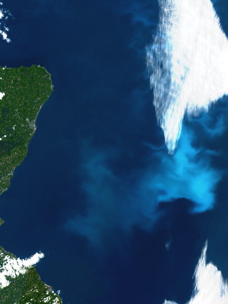 North sea plankton